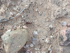Tetramorium hispidum