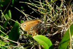 Coenonympha corinna
