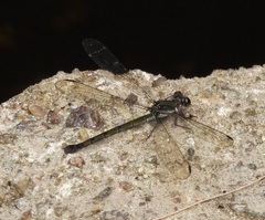 Diphlebia euphoeoides