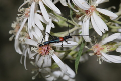 Oroderes humeralis