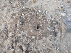 Pheidole xerophila