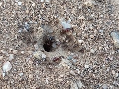 Pheidole xerophila