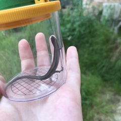 Lampropholis