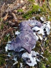 Nectriopsis violacea