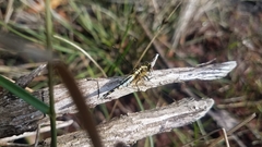 Acisoma attenboroughi