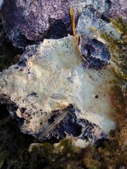 Nectriopsis violacea