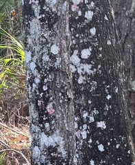 Cryptothecia striata