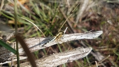 Acisoma attenboroughi