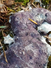 Nectriopsis violacea