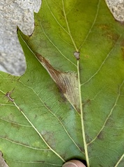 Phyllonorycter platani