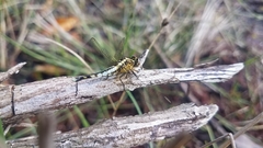 Acisoma attenboroughi