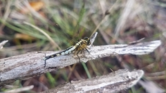 Acisoma attenboroughi