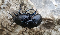 Timarcha goettingensis