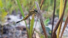 Acisoma attenboroughi