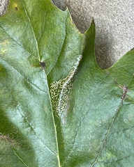 Phyllonorycter platani