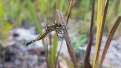 Acisoma attenboroughi