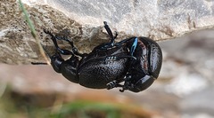 Timarcha goettingensis