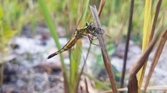 Acisoma attenboroughi