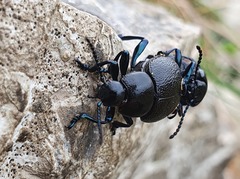 Timarcha goettingensis