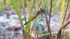 Acisoma attenboroughi