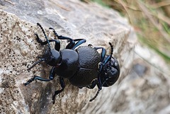 Timarcha goettingensis