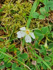 Potentilla montana