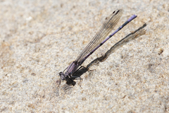 Argia tonto