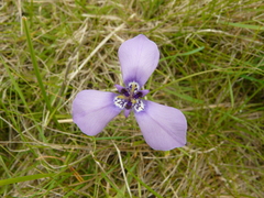 Herbertia lahue