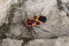 Tropidothorax leucopterus