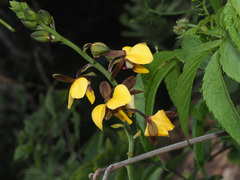 Eulophia streptopetala