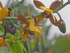 Eulophia streptopetala