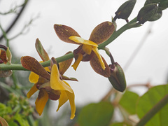 Eulophia streptopetala