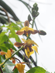 Eulophia streptopetala