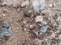 Pheidole xerophila