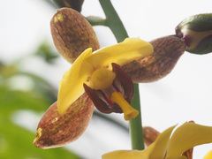 Eulophia streptopetala