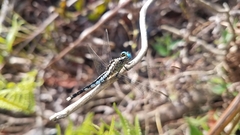 Acisoma attenboroughi
