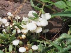Termitomyces microcarpus