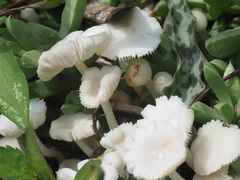 Termitomyces microcarpus