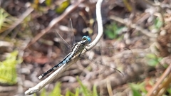 Acisoma attenboroughi