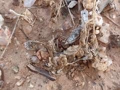 Tetramorium hispidum