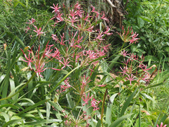 Nerine