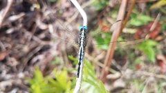 Acisoma attenboroughi