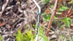 Acisoma attenboroughi