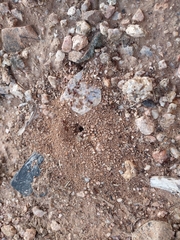 Pheidole xerophila