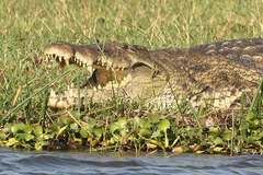 Crocodylus niloticus