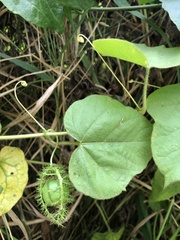 Passiflora vesicaria