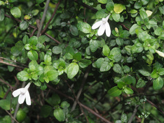 Justiciinae