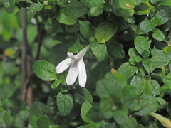 Justiciinae
