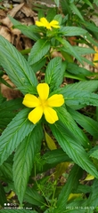 Turnera ulmifolia