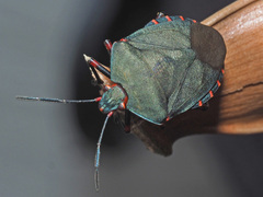 Caura rufiventris